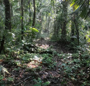 Registro de campo — Auditoría ambiental de sísmicas — bloques 11, 12, 15 y 18