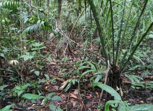 Pañacocha, Cedros Garzacocha · fotografía de campo 2